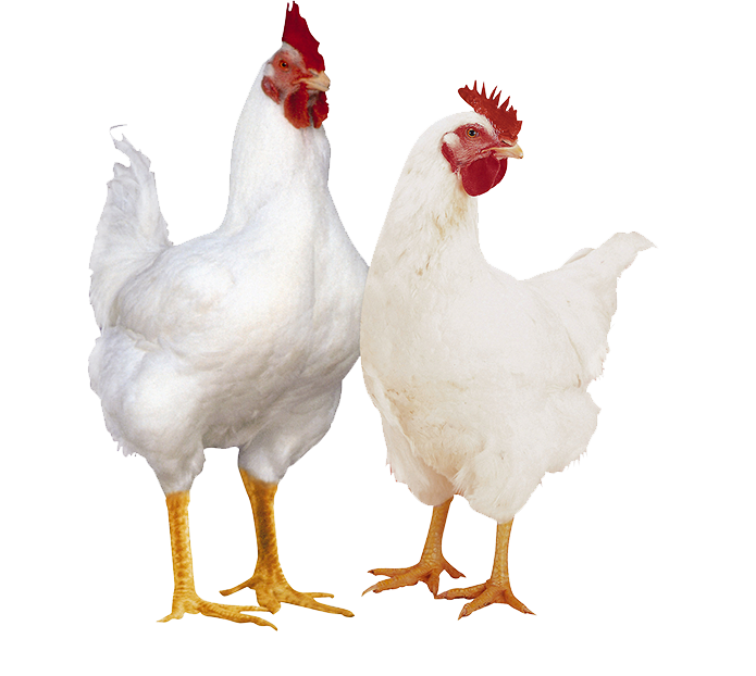 Poulet vivant