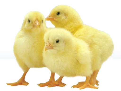 Poussin