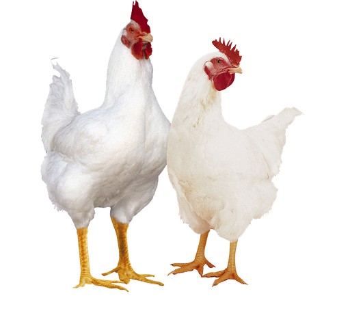 Poulet vivant